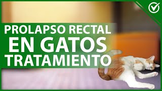 🐈 PROLAPSO RECTAL en GATOS: Qué es, causas, síntomas, diagnóstico y tratamiento 😰🐈