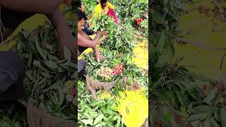 👉 “Muzaffarpur Ki Famous Lichi Ke Gachi Me Pahuch Gaye 😍🍒🔥#minivlog #viral #villagevlog #muzaffarpur