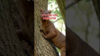 The Predator Most People Have Never Heard Of