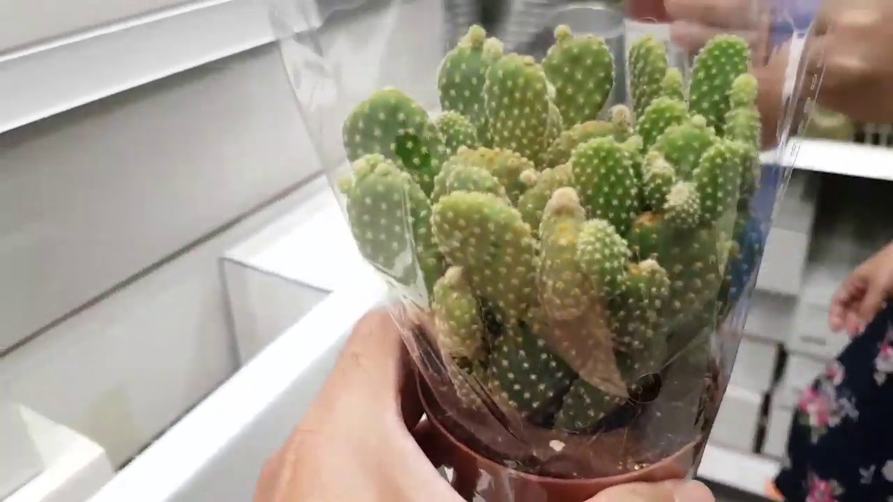 I bought a Cactus plant at Tampines Ikea Singapore 