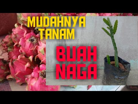  Cara  menanam  pokok buah  naga  dalam  pot  polybag agar  