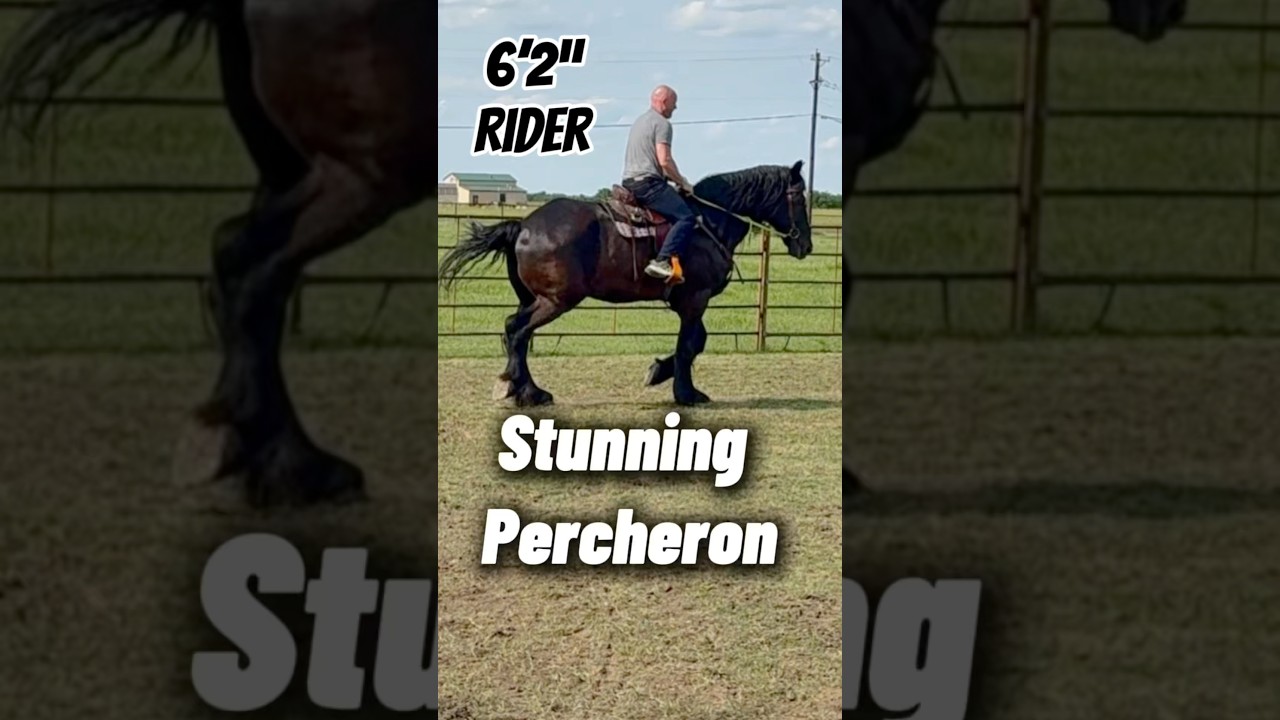 HUGE Horse!! Percheron the Gentle Giant 