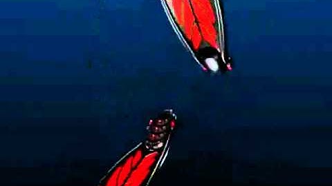 Atomic Aquatics Split Fins at Lexington Scuba