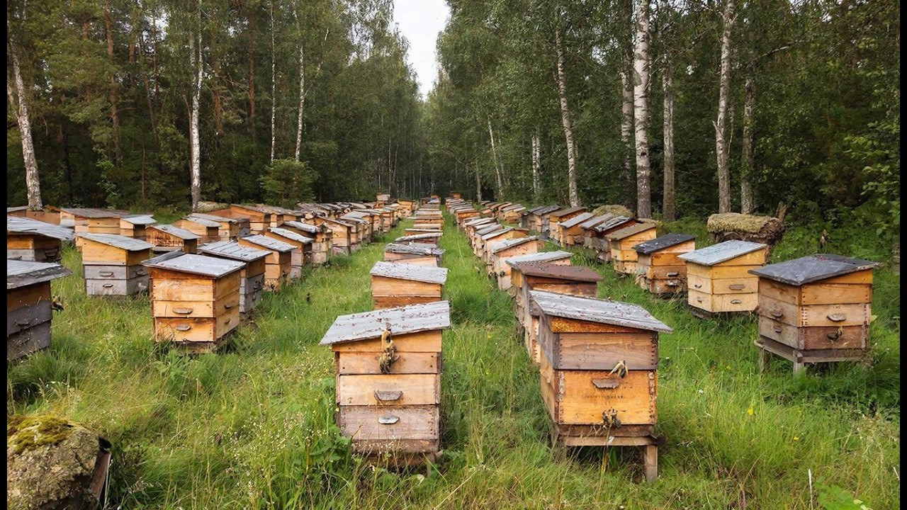 Бизнес в пчеловодстве: «50 ульев — НИЧТО, надо 300 и более — тогда будет ДОХОД?»