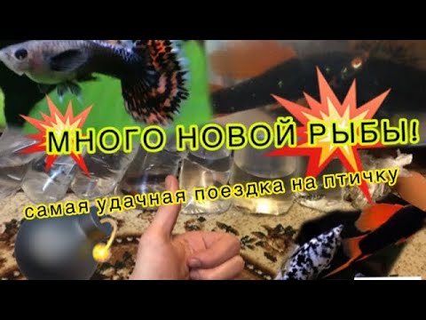 ОГРОМНОЕ КОЛИЧЕСТВО НОВОЙ РЫБЫ НА ХОЗЯЙСТВЕ! Самая удачная поездка на ...