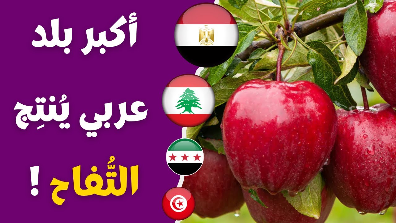 لن تصدق من يتصدر! 😲 أكبر 10 بلدان عربية في إنتاج التفاح