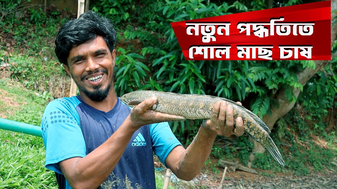 ফটিকছড়িতে নতুন পদ্ধতিতে শোল মাছ চাষ BD FISH ২য় পর্ব