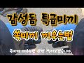 카고, 원투낚시 미끼 끼우기 - 쏙미끼 끼우는법