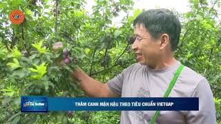 THÂM CANH MẬN HẬU THEO TIÊU CHUẨN VIETGAP | VTV5