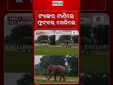 Bizarre Elephant Antics In Mayurbhanj: Elephant Pulls Tractor & Plays Football | Argus News