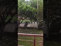 ଓଡ଼ିଶାରେ କୁଆପଥର ବର୍ଷା // Hailstorm Rain in Odisha .. #viralvideo #viralshorts