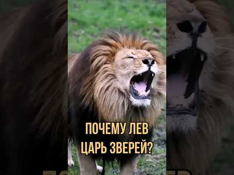 Почему лев царь зверей. Факты