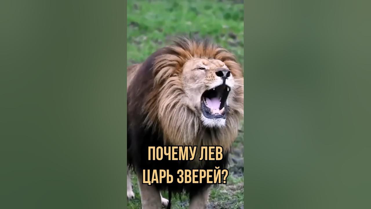 Почему львы не любят