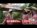 【初回盤DVDトレーラー】ヤバイTシャツ屋さん 5th single「パイナップルせんぱい」