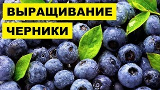 Выращивание Черники как бизнес идея