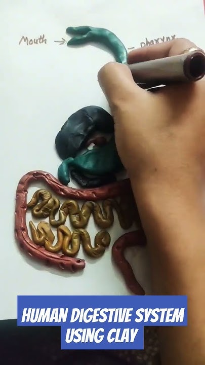 digestive system|activity|clay|#shorts #ytshorts - YouTube