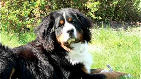 Flash cs3 Image Transition effect of movie clip.flv