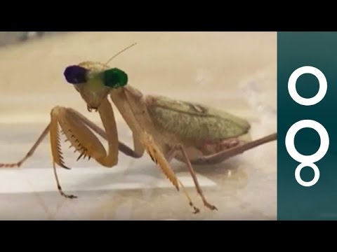 Scientists put 3-D glasses on praying mantises