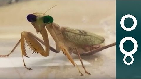 The praying mantis with 3D glasses
