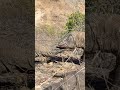 Amazing moment || KOMODO DRAGON