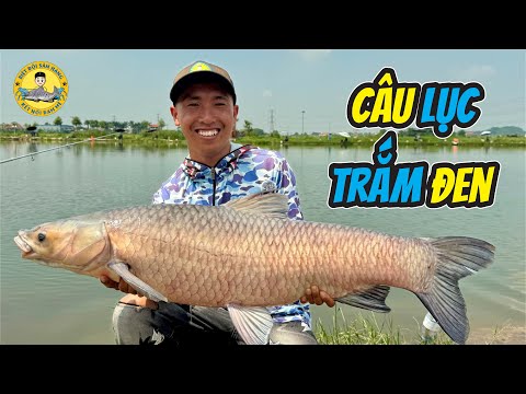 Câu Lục Săn Trắm Đen Hồ Câu Cầu Bình - Chí Linh Hải Phòng?