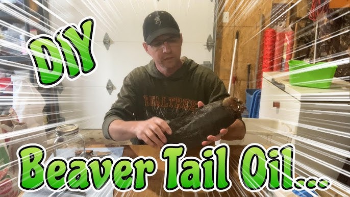 Making Beaver Tail Oil for Coyote, Fox & Wolf Trapping Lure 