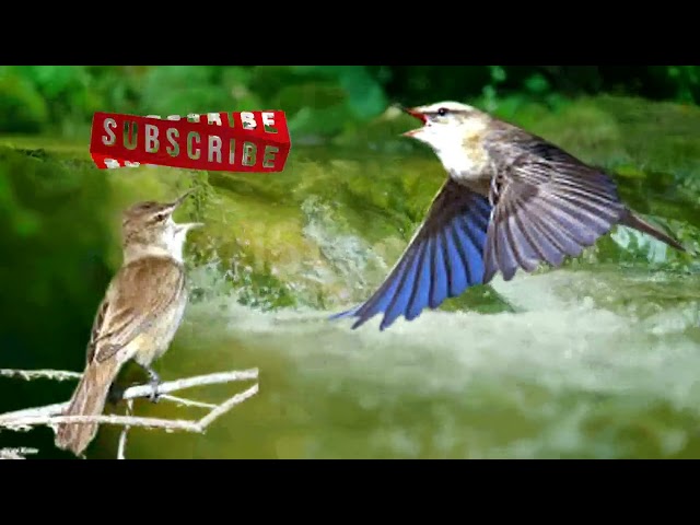 Masteran Kasar Suara Burung Kerak Basi | Terapi air | #kicaumania #kicau  #burungkicau class=