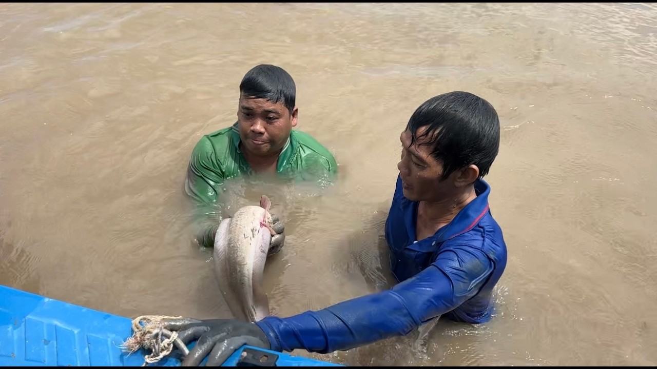 Bắt Cá Ngát Bằng Tay Bộ Môn Không Phải Ai Cũng Làm Được | Cù Lao Dung Vlogs
