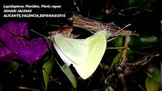 Lepidoptera: Pieridae, Pieris rapae- mating v1