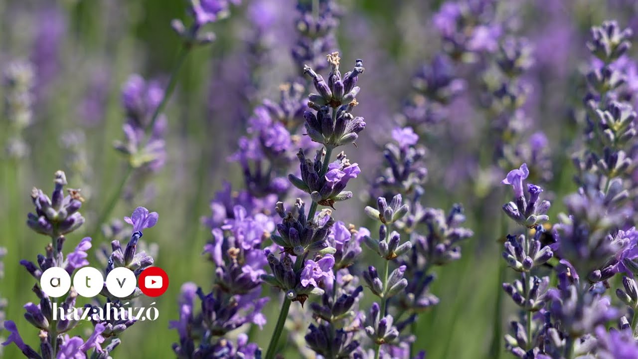 HAZAHÚZÓ – Ozora és Simontornya