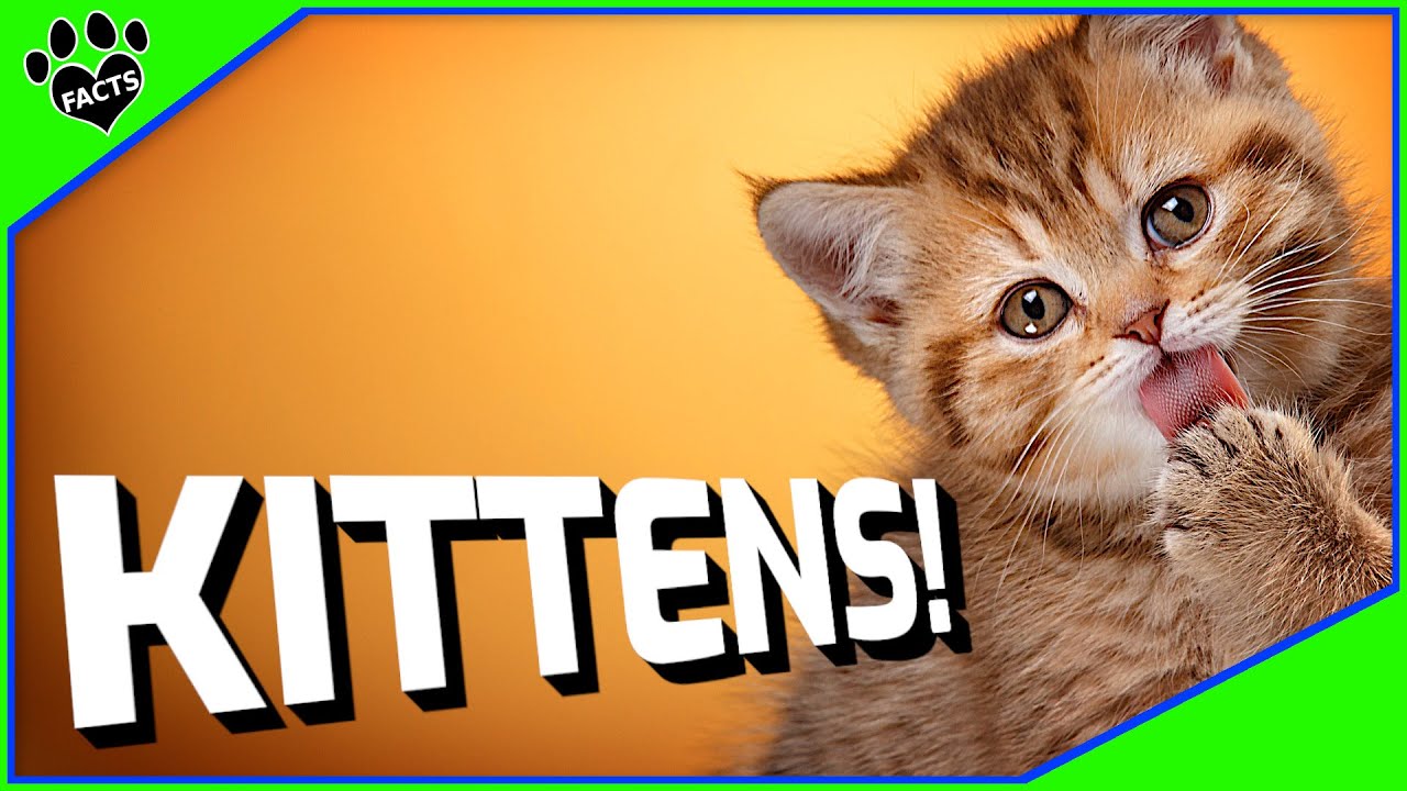 things about kittens