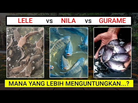 Ikan Mas Nila Gurame