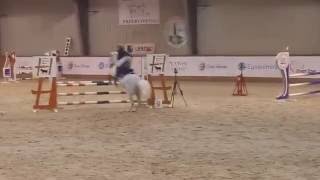 2. 2006 D'aprill 132cm welsh pony