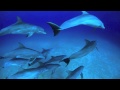 Wild Dolphins of the Bahamas