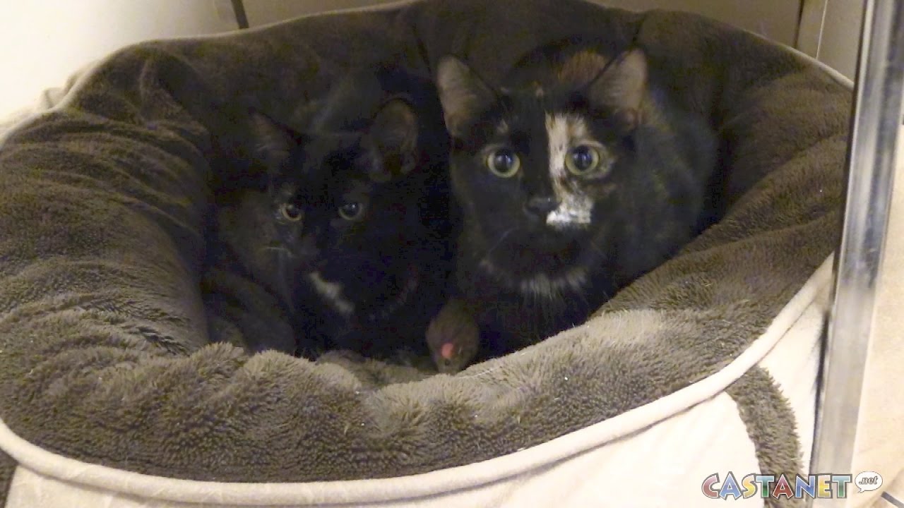 pets of the week YouTube