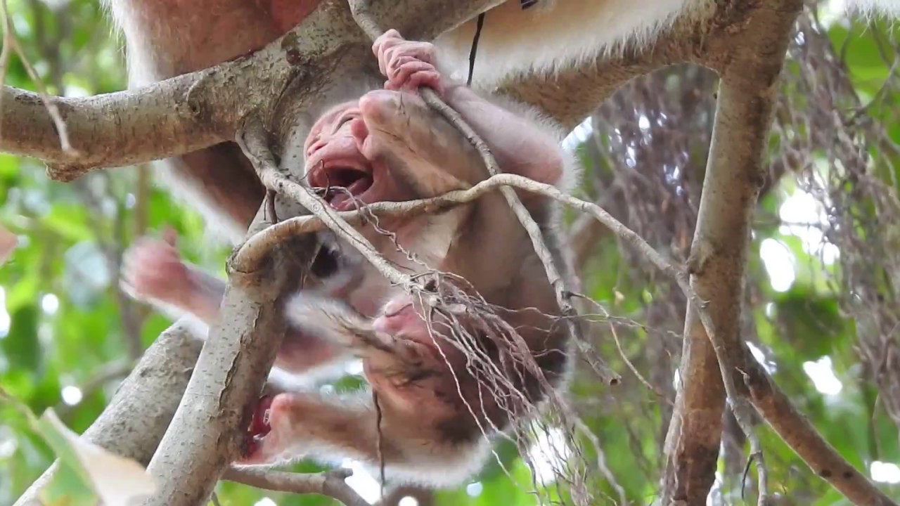 OMG! Baby monkey newborn Very pity Babies are born on tall trees.