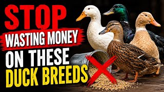 I COMPARED 8 DUCK BREEDS — Only 3 Are Worth Your Money