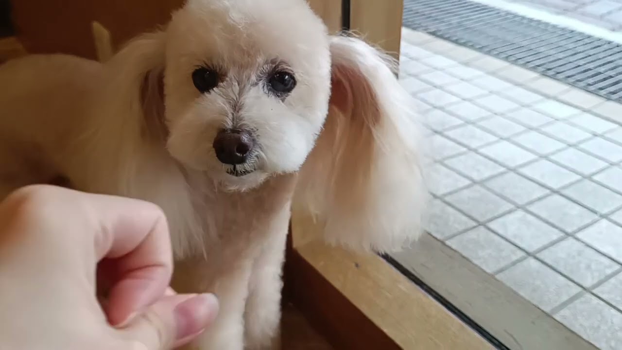 チョコちゃんと遊ぶ♪ - YouTube