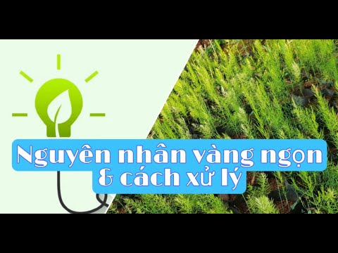 Video: Măng Tây Pinnate (31 ảnh): Chăm Sóc 