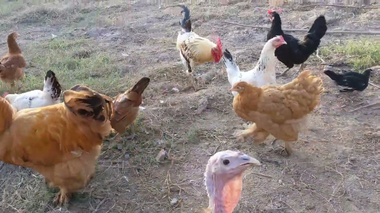 Morning Rush | September 12, 2025 + New Breeding Flock  🐓🌅