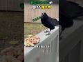 野生のカラスが届けた贈り物#カラス