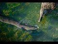 Rare American Eel Discovery in Chicago River Sparks Research Interest