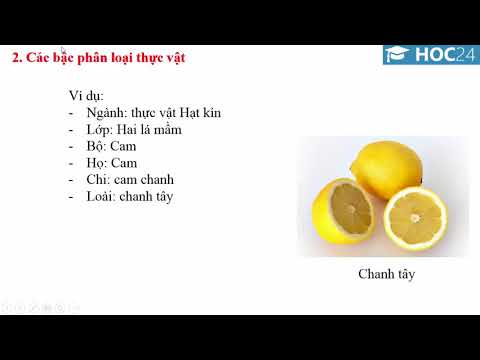 Bài 43: Khái niệm sơ lược về phân loại thực vật - Sinh học 6 - https://hoc24.vn/ - youtube