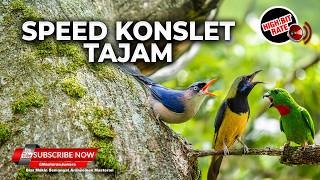 🔴 Live Masteran Tajam Speed Rapat Rambatan Gacor vs Cucak Cungkok Gacor vs Srindit Nembak Gacor