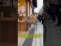 【奈良の日常】店員に「お客さん入られへん!」とガチ説教される鹿とその上に乗った猫さん