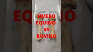 PARTE 1.. #ulloaartmedia #equinos #bovino #veterinaria #humerus #animals #anatomy