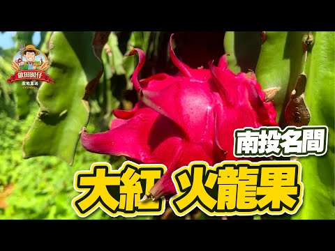 【做田囡仔】《名間／大紅火龍果》10斤裝＋甜度十足＋口感紮扎實★產地直送用心栽種★預計12月初出貨
