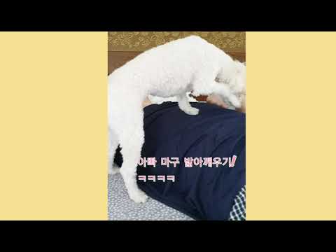 푸들 의  아침에 잠깨우기 신공! ㅋㅋㅋㅋ