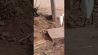#Ghor kaliyuga gao dandare bagamane asilani#explore #viralvideo #😂😂😂😂😂😂