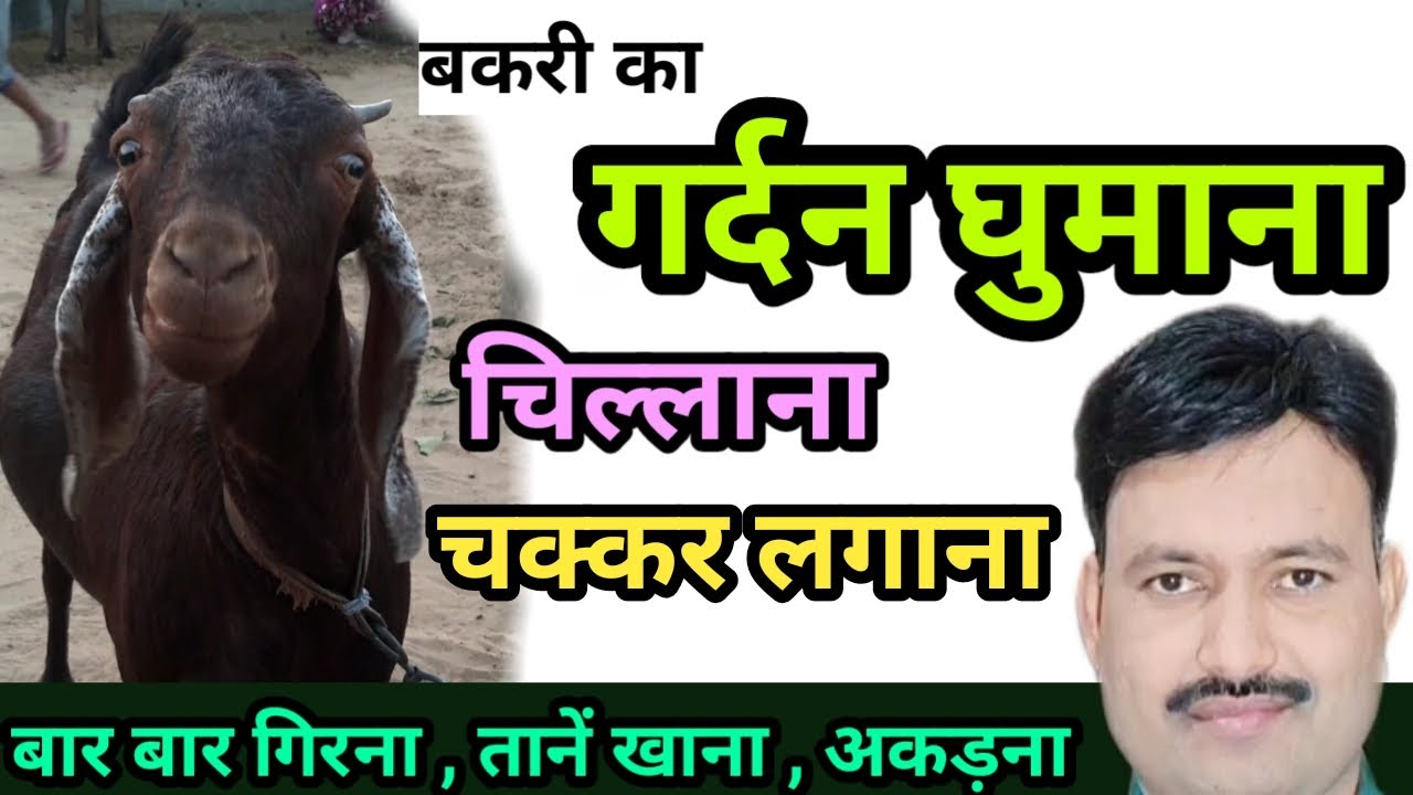 bakri ki gardan ghumana बकरी में होने वाले रोग bakri ka chakkar / bakri me circling